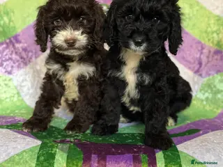 Cockapoo dogs F1 mini cockapoos 30 dna health tested - Advert 4