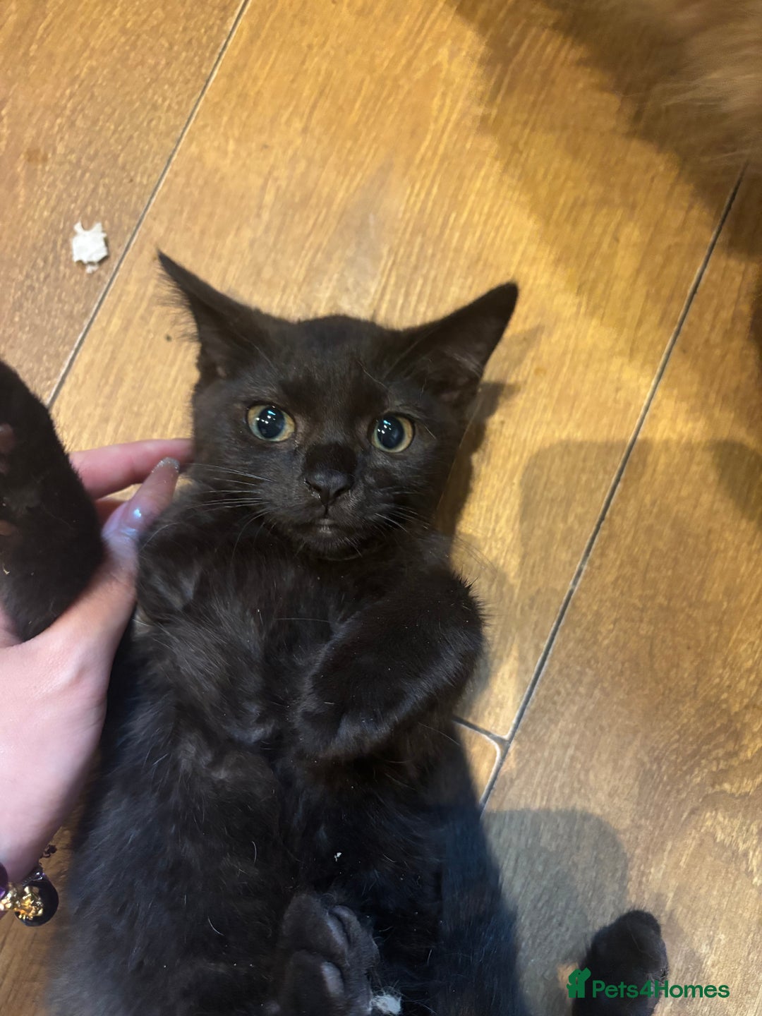 Mixed Breed cats for sale: Ragdoll mixbreed kittens for new home  - Image 1
