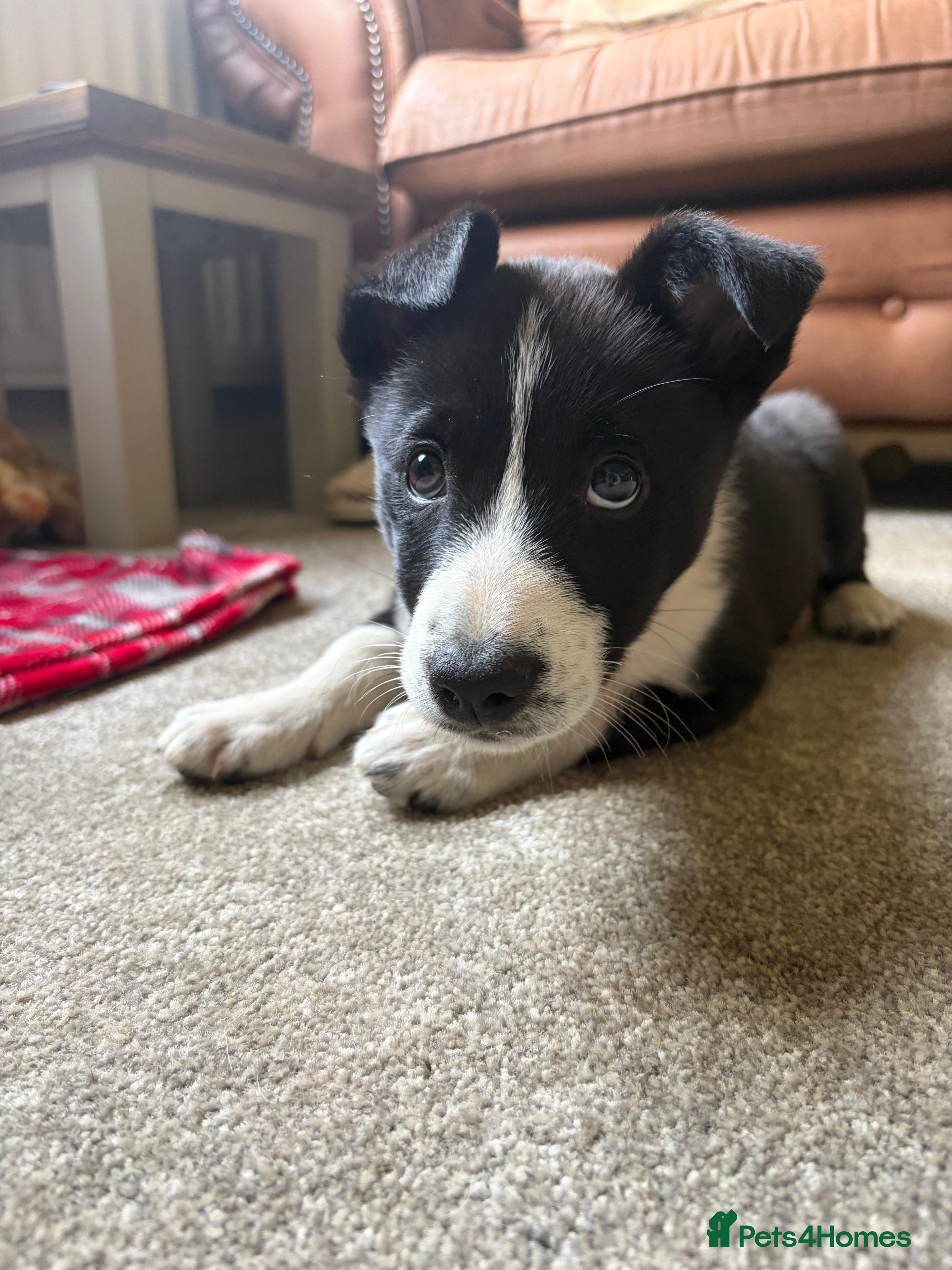 Border Collie dogs Border Collie Pups - Advert 1