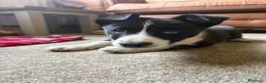 Border Collie Puppy 6