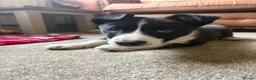 Border Collie dogs for sale: Border Collie Pups - Advert 1