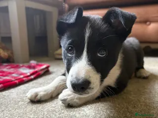 Border Collie dogs Border Collie Pups - Advert 1