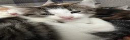 Mixed Breed cats for sale: Beautiful kittens looking for their forever homes in Loughborough - Advert 3