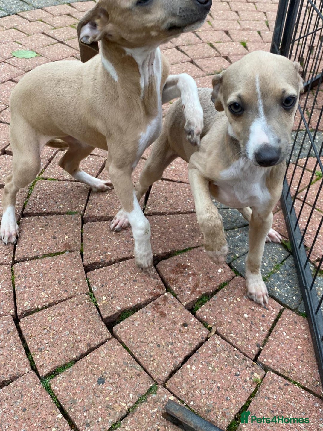Italian Greyhound dogs for sale: Beautiful Italian greyhounds  - Image 22