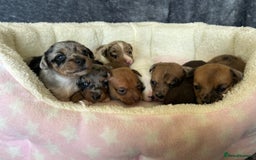 Jack Russell dogs for sale: Beautiful Rare Merle Mini Jack Russell Puppies  - Image 14