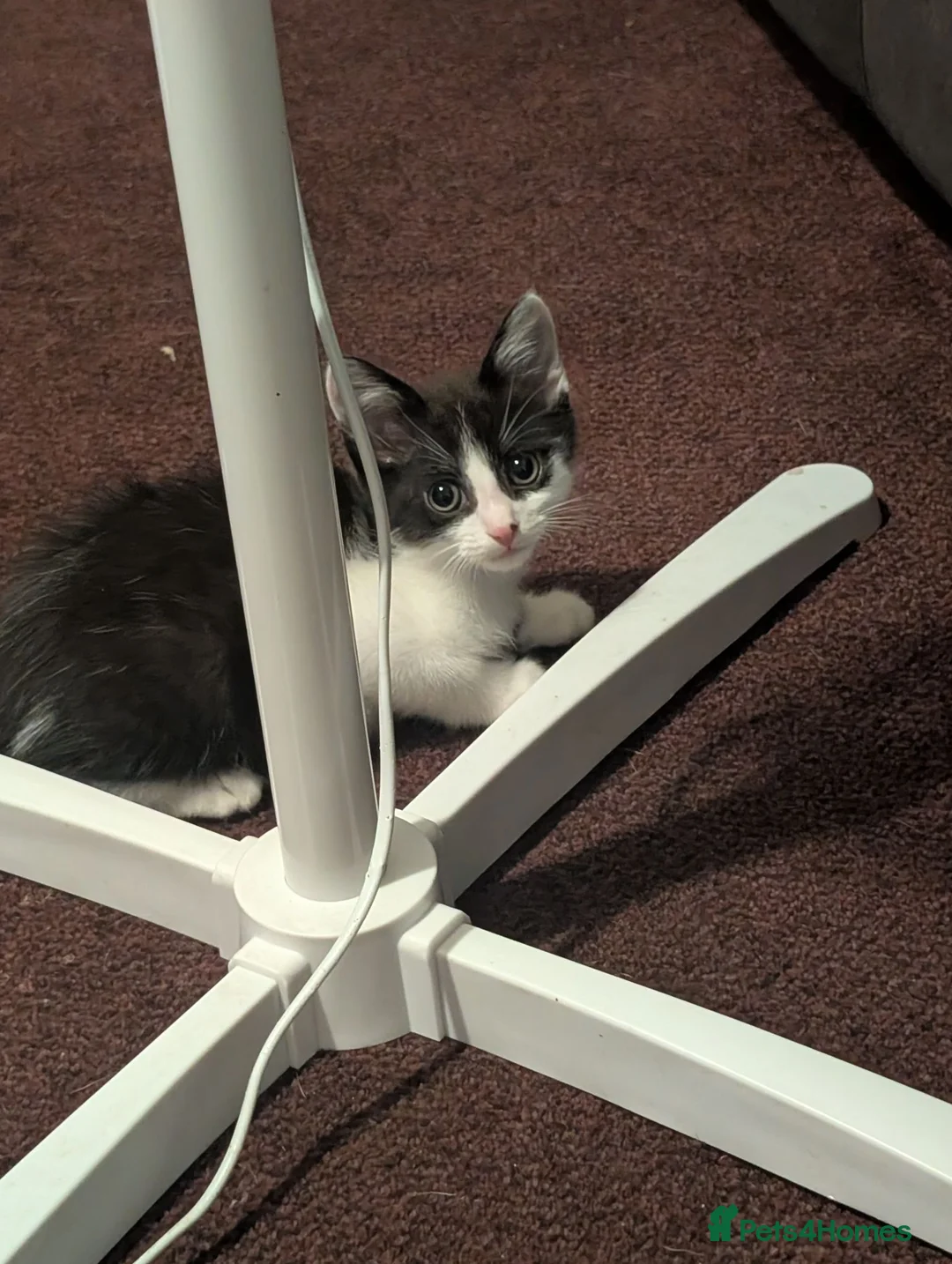 Mixed Breed cats for sale: Kittens looking for forever homes - Advert 6