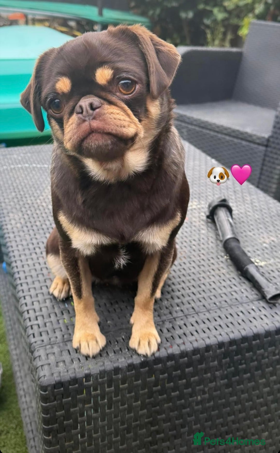 Pug dogs for sale: 🐶 KC Registered Pug Puppies-Ready Now! 🐶 - Image 9