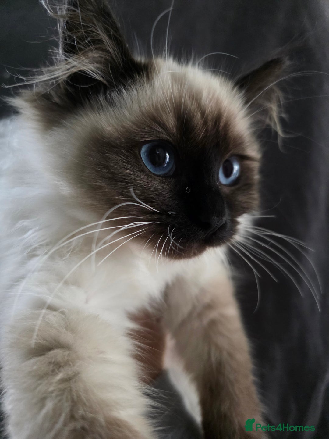 Ragdoll cats for sale: Beautiful ragdoll kittens 1 female left - Advert 9