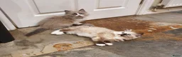 Ragdoll cats for sale: Beautiful GCCF Registered Ragdoll Kittens. - Advert 16