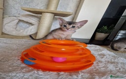 Abyssinian cats for sale: Abyssinian Kittens - Image 21