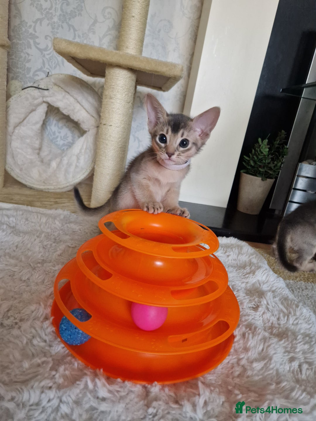 Abyssinian cats for sale: Abyssinian Kittens - Image 21