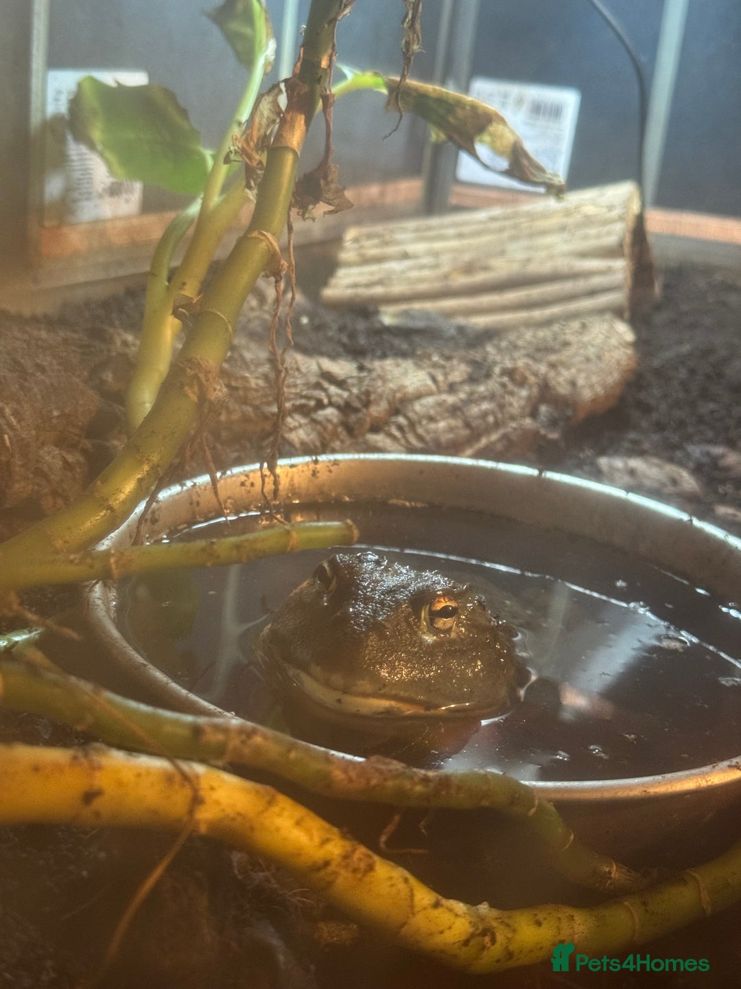 Frog reptiles for sale: Giant African Bullfrog - Advert 1