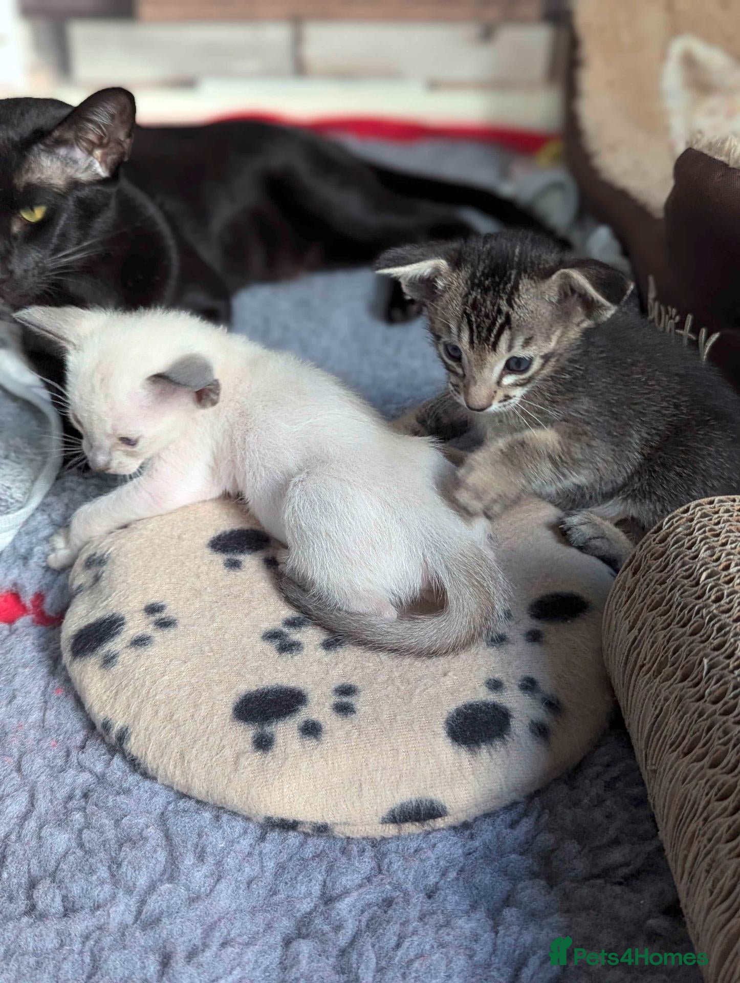 Oriental cats GCCF Registered Oriental/Siamese boys - Advert 4