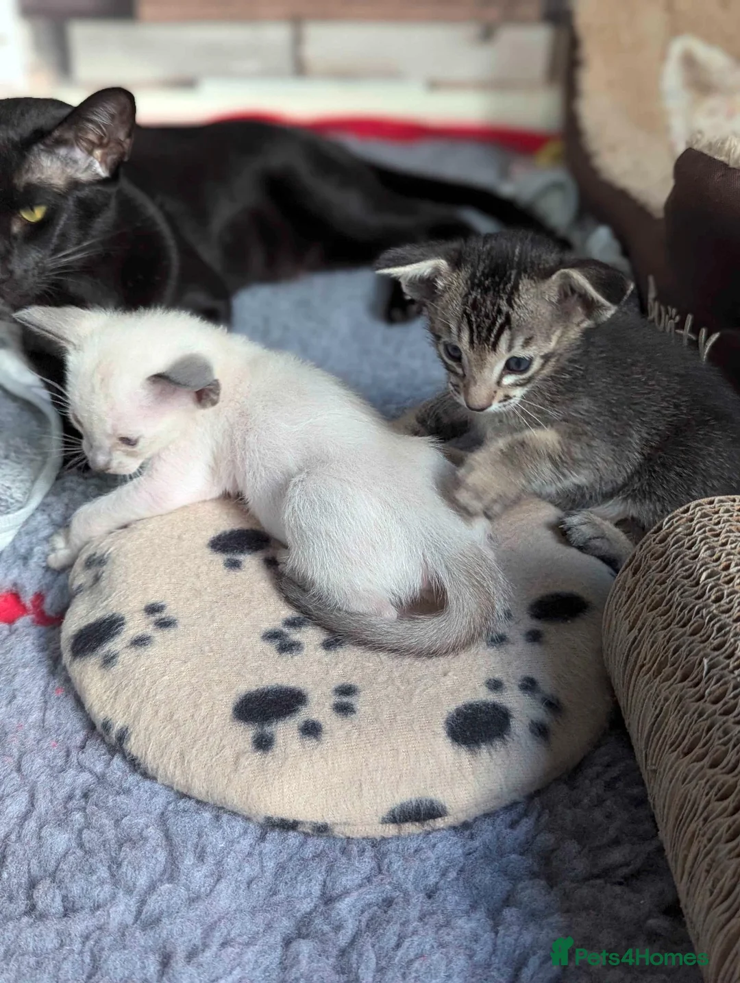 Oriental cats for sale: GCCF Registered Oriental/Siamese boys in Weston-super-Mare - Advert 1