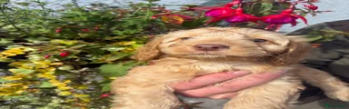 Cockapoo 1