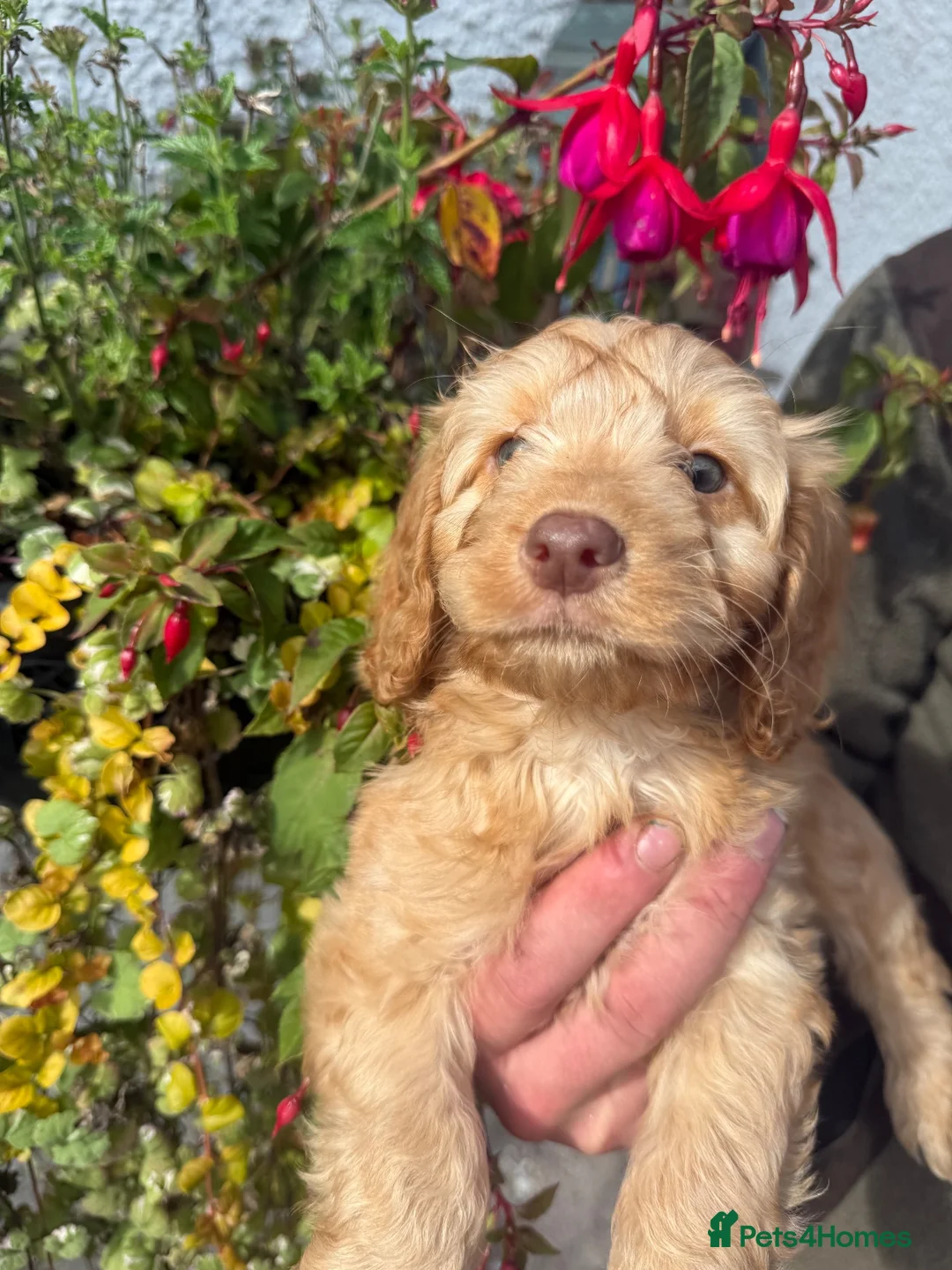 Cockapoo dogs for sale: Ready Now F1 Cockapoos - Advert 17