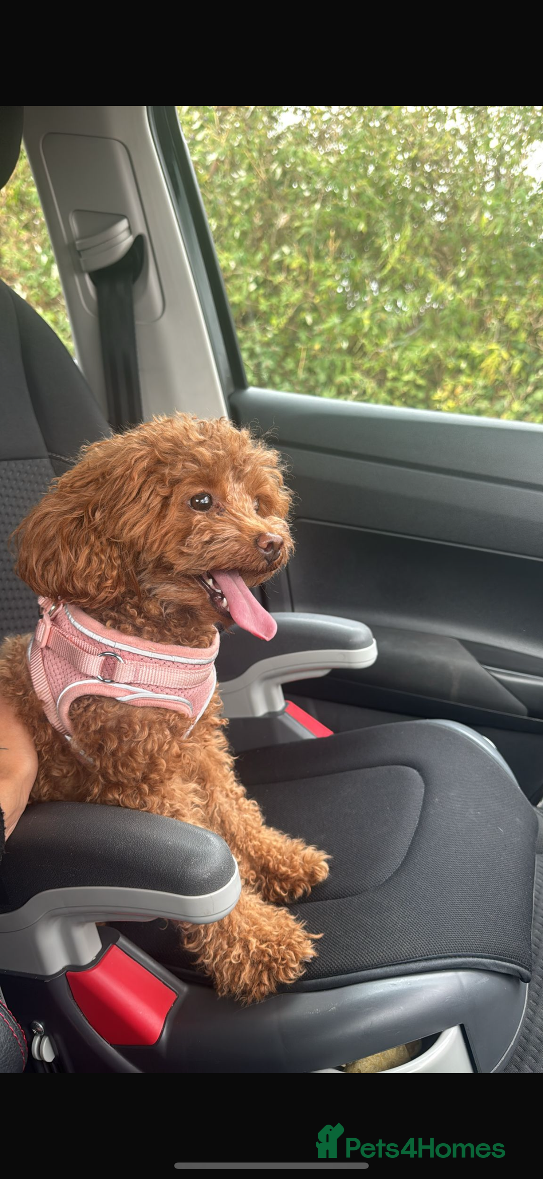 Toy Poodle dogs for sale: 1 Male toy poodle puppy left - Advert 1