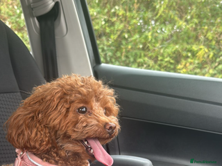 Toy Poodle dogs 1 Male toy poodle puppy left - Advert 6