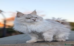 Maine Coon cats for sale: Black Silver Shaded proven stud boy - Advert 7