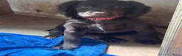 Cocker Spaniel dogs for sale: Working cocker spaniels for sale - Advert 3