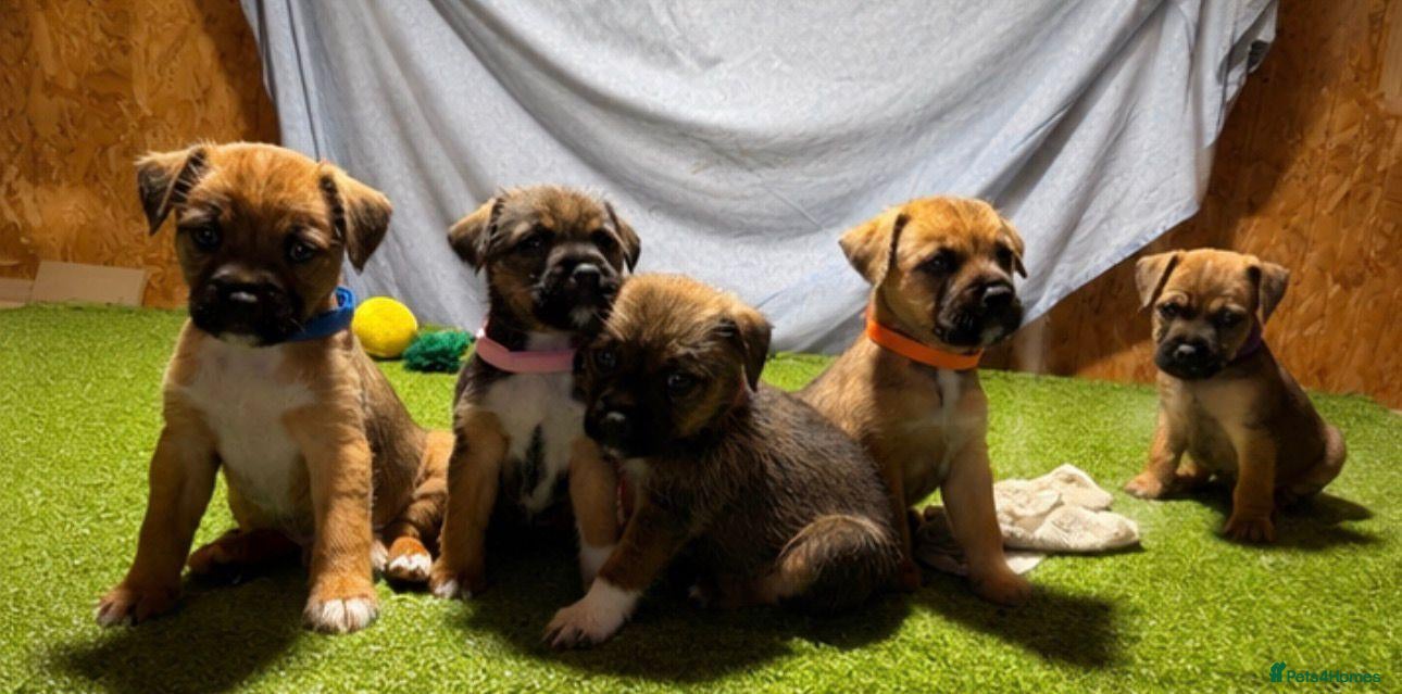 Mixed Breed dogs Border Lakeland Puppies - Advert 5