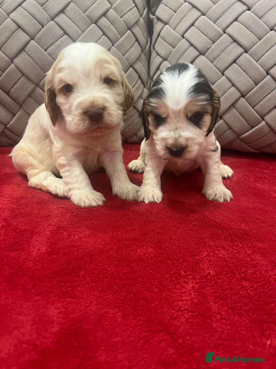 Cocker Spaniel dogs for sale: 🐶Show type KC reg vaccinated READY SOON  - Advert 1