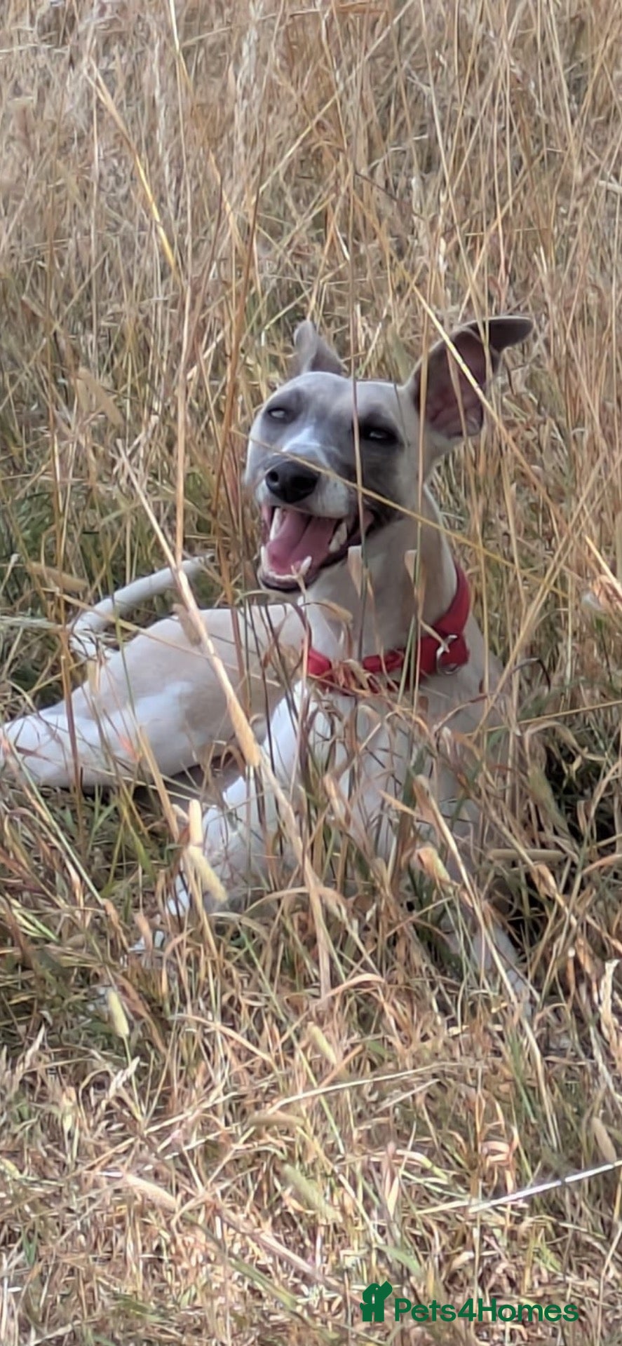 Whippet dogs Litter Due soon - Advert 2