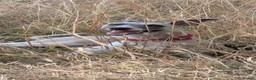 Whippet dogs for sale: Litter Due soon in Melksham - Advert 2
