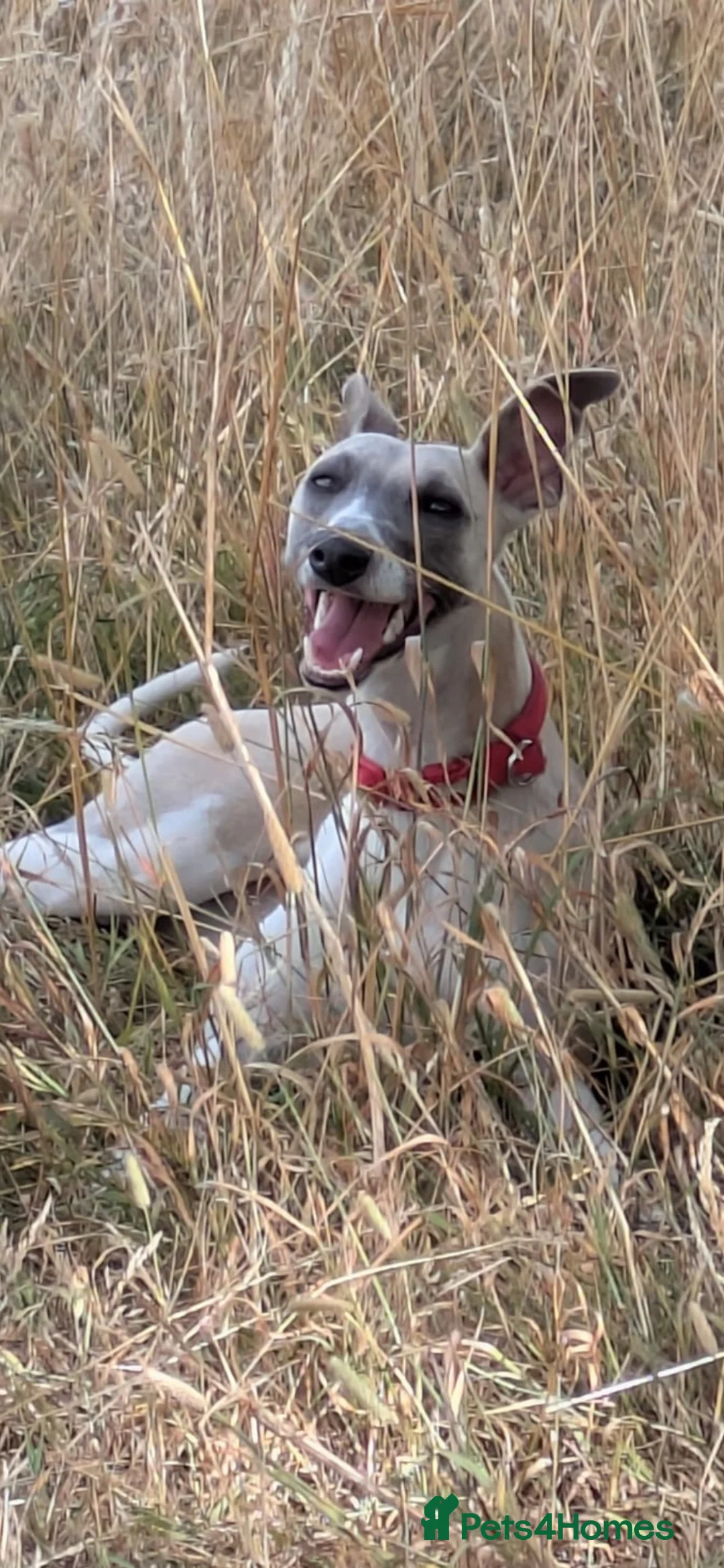 Whippet dogs for sale: Litter Due soon in Melksham - Advert 2