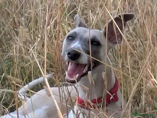 Whippet dogs Litter Due soon - Advert 2