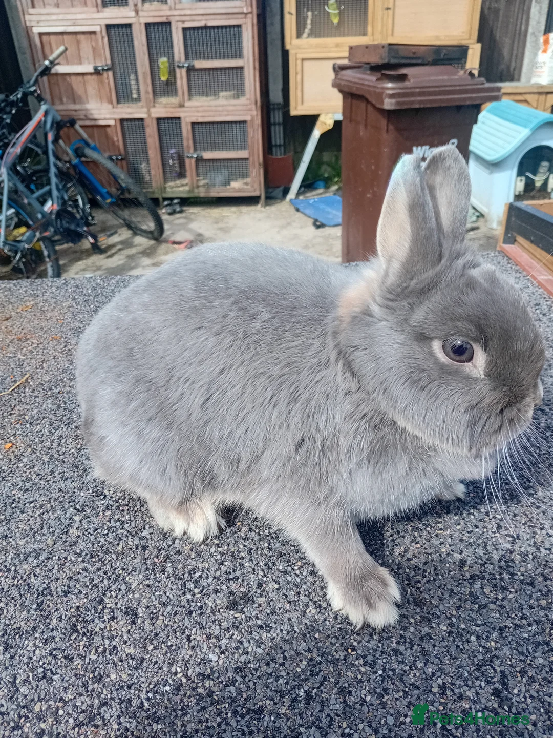 Netherland Dwarf rabbits for sale: Netherland dwarf  - Advert 5