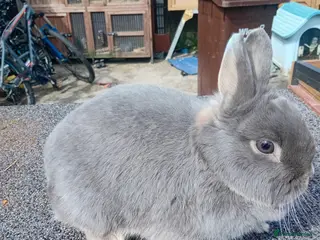 Netherland Dwarf rabbits Netherland dwarf - Advert 11