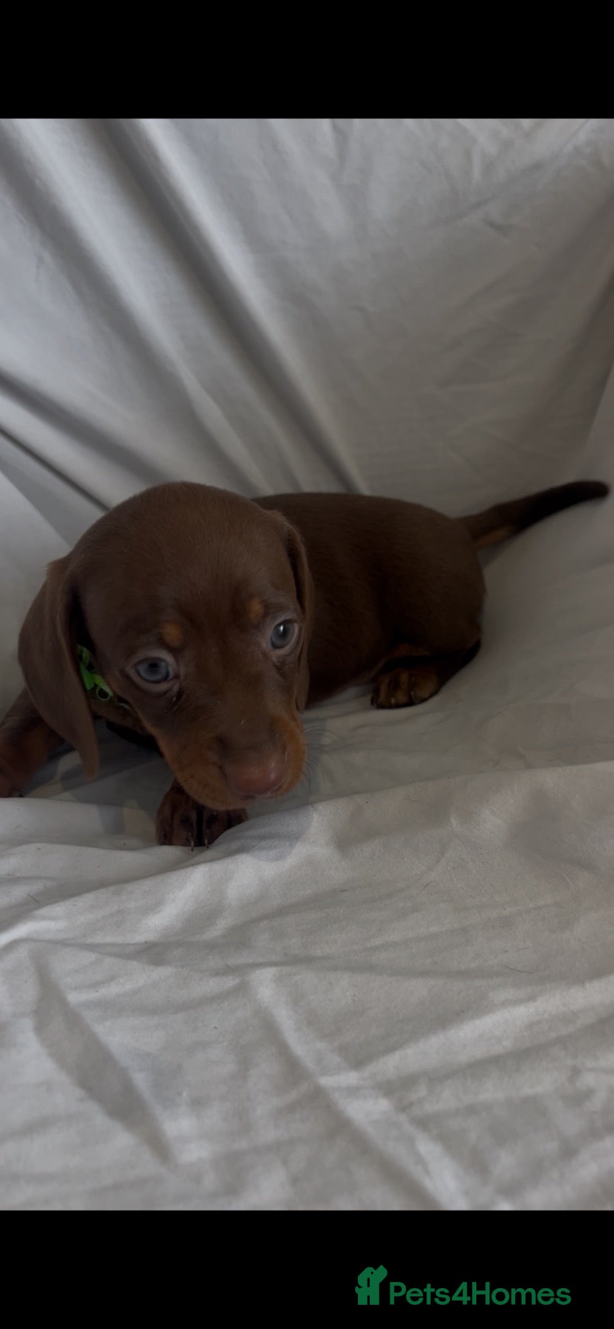 Dachshund dogs  Only 2 left Mini dachshund puppy  - Advert 1