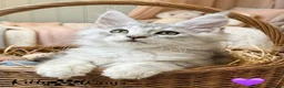 Maine Coon cats for sale: 🐾💠 *TICA REG* SILVER MAINE COON KITTENS 💠🐾 - Advert 6