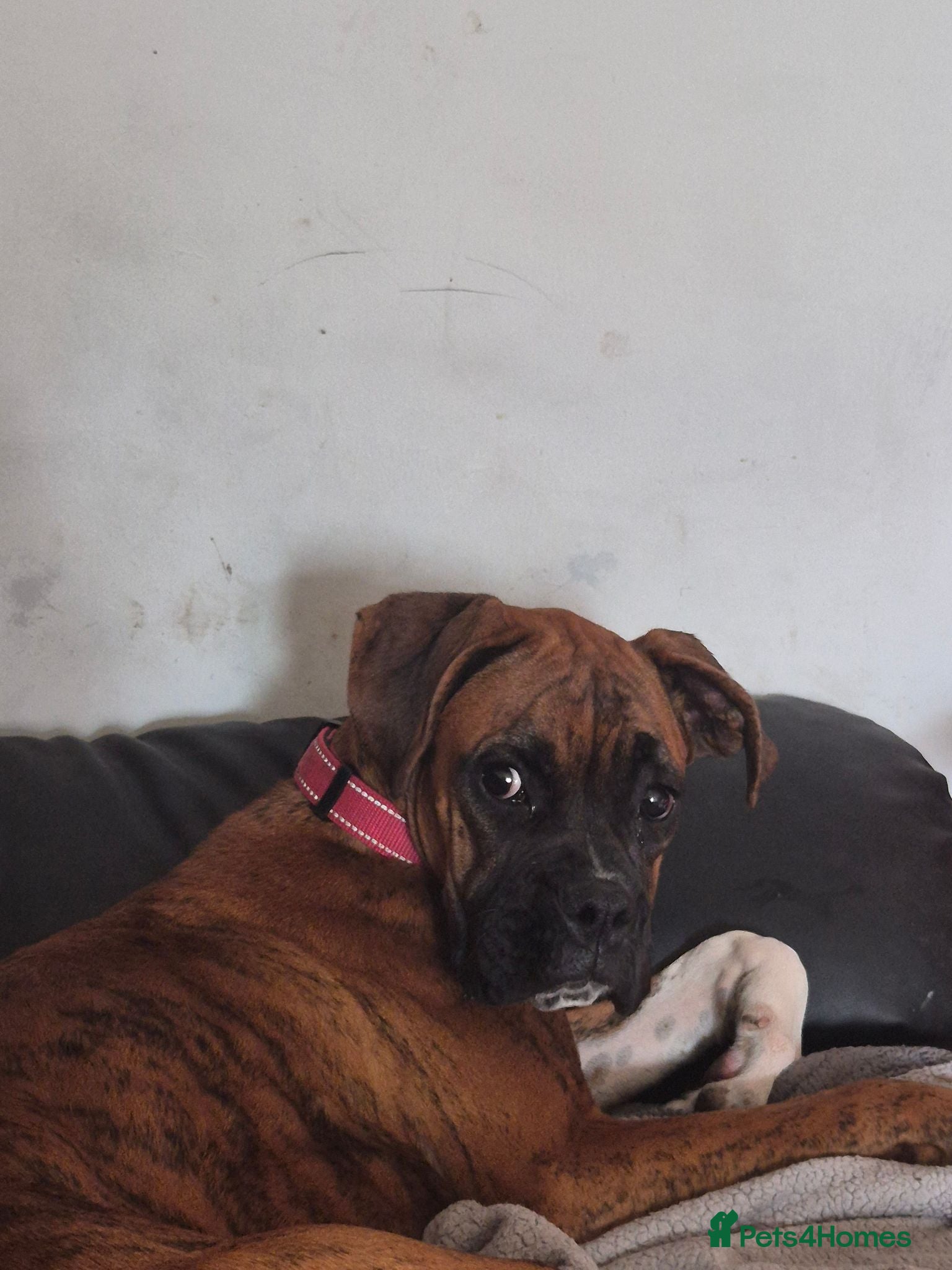 Boxer dogs Male 6 months boxer - Advert 4