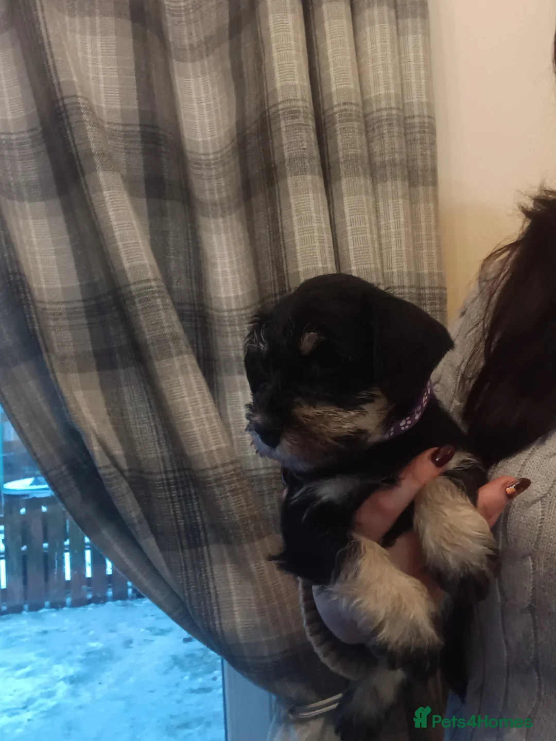 Miniature Schnauzer dogs for sale: Beautiful litter of miniature Schnauzer puppies - Advert 3