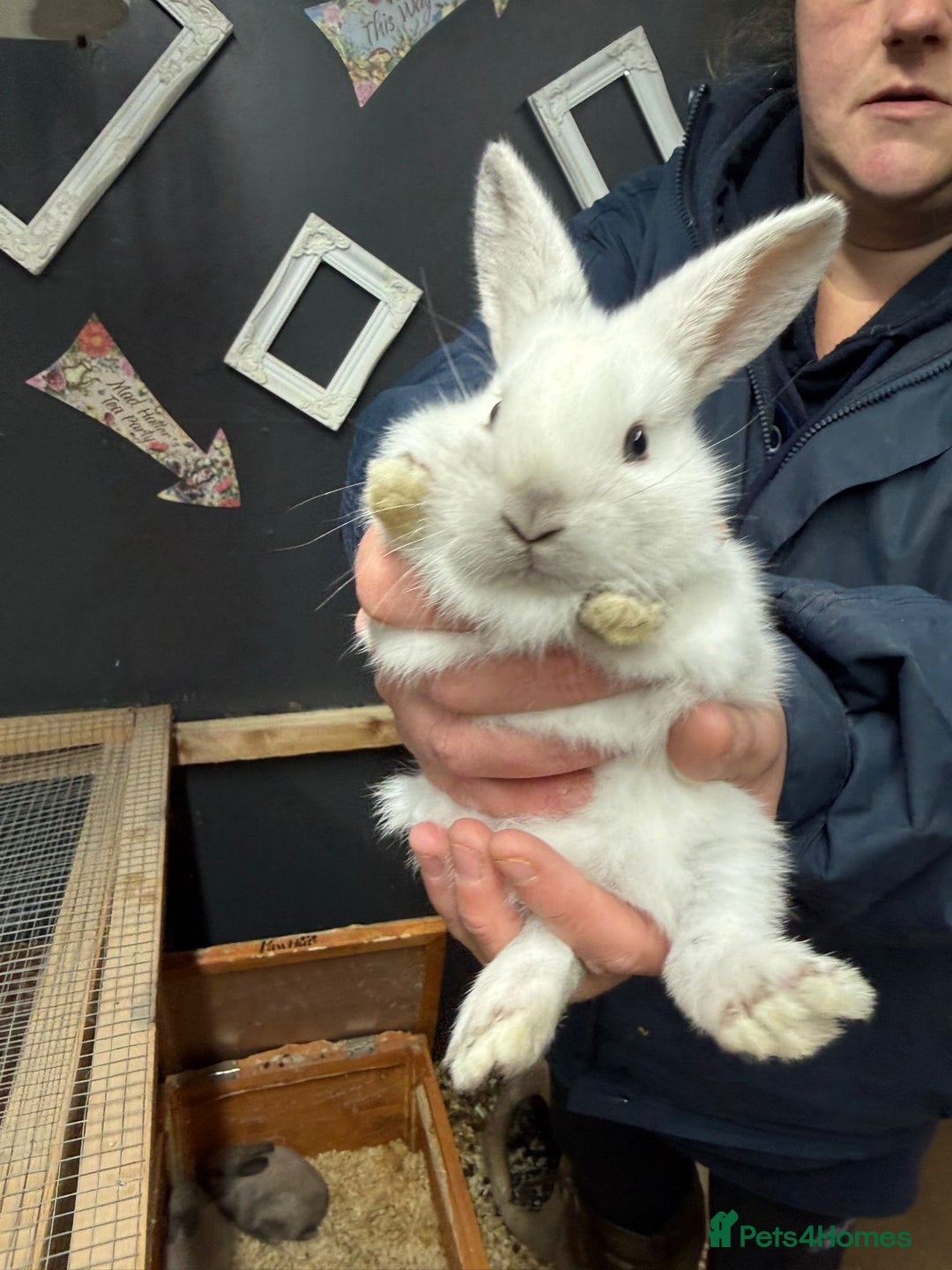 Rex rabbits for sale: 3 gorgeous babies bunny’s  - Advert 1