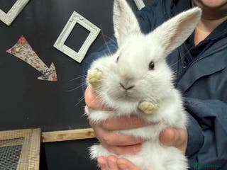 Rex rabbits 3 gorgeous babies bunny’s - Advert 17