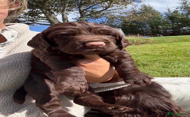 Sprocker dogs - Advert 1