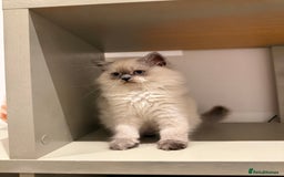 British Longhair cats for sale: British long hair female  - Image 11