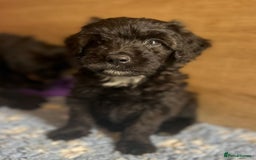 Bordoodle dogs for sale: Bordoodles Raised Right ✨ - Image 10