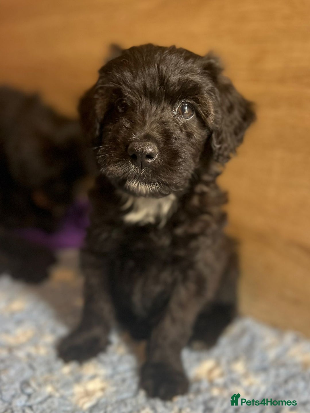 Bordoodle dogs for sale: Bordoodles Raised Right ✨ - Image 10