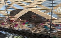 Rat rodents for sale: 2 Male rats arround 8 month - Advert 5