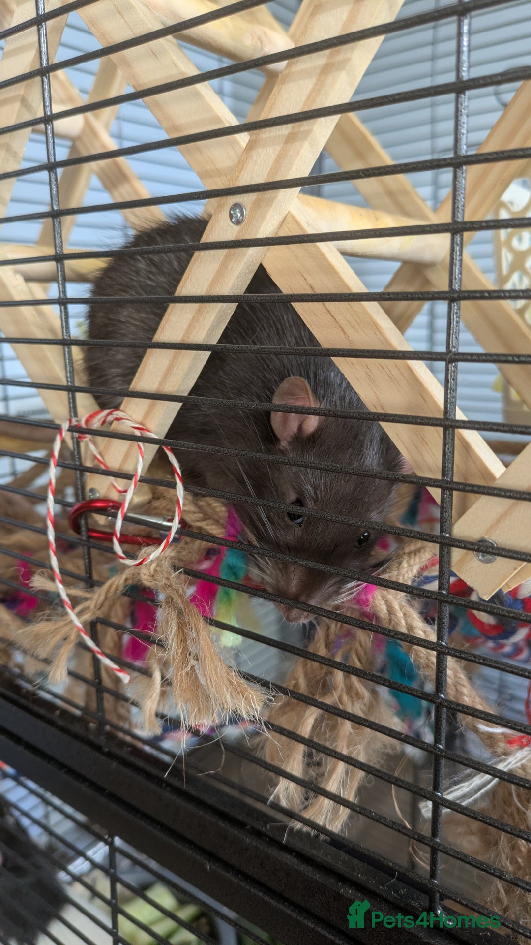 Rat rodents for sale: 2 Male rats arround 8 month - Advert 5