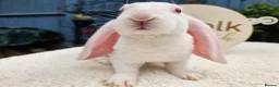 Rex rabbits for sale: Luxury Velveteen Lops  - Advert 18