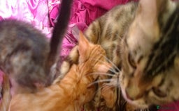 Mixed Breed cats for sale: Six Lovely Brown and Ginger Kittens - Image 16