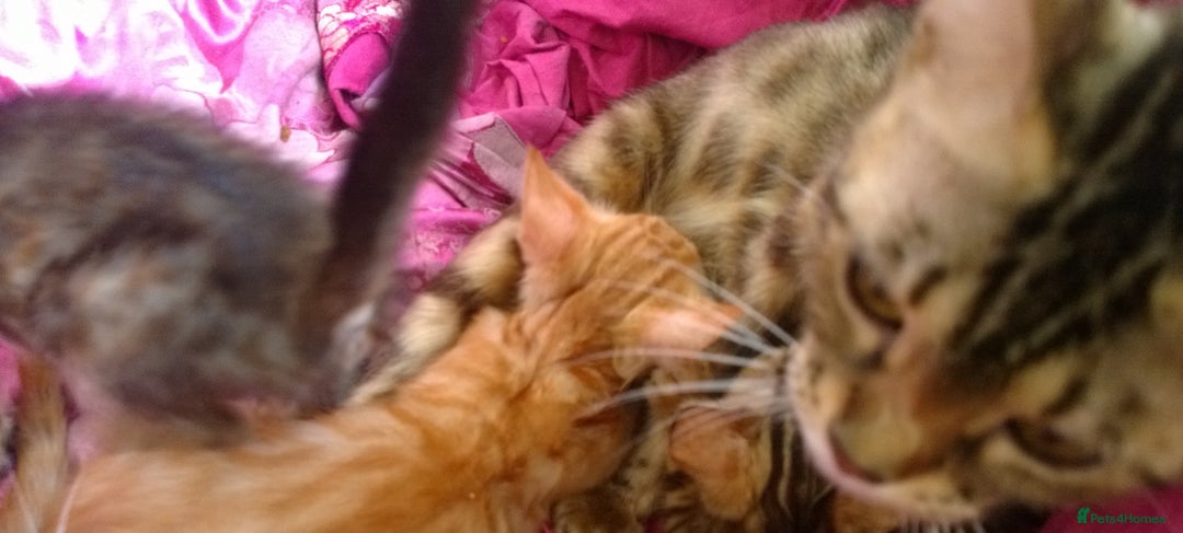 Mixed Breed cats for sale: Six Lovely Brown and Ginger Kittens - Image 16