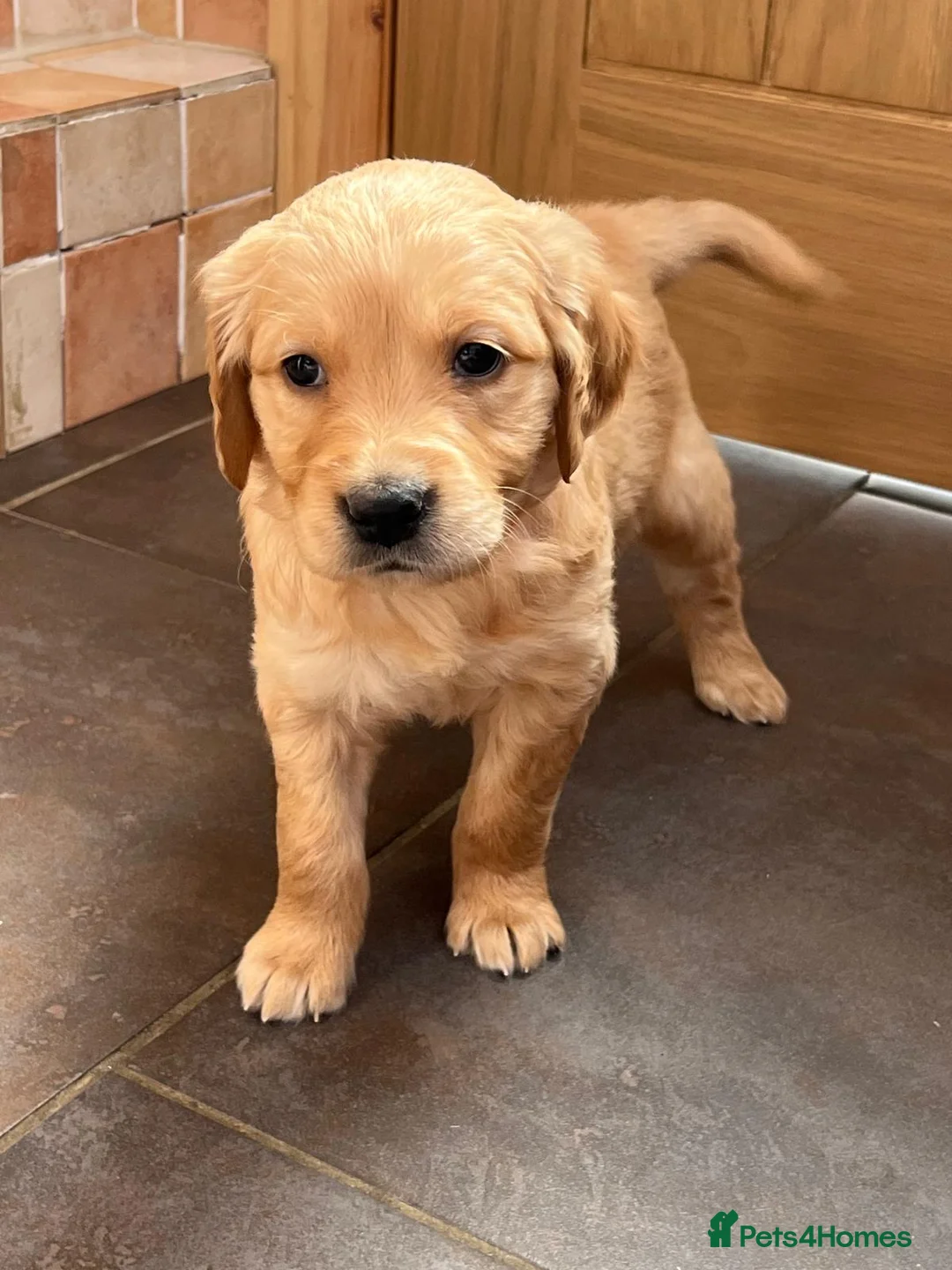 Golden Retriever dogs for sale: KC Registered Golden Retriever Puppies - Advert 1