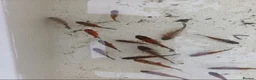 Shubunkins fish for sale: Baby Subunkins - Advert 3