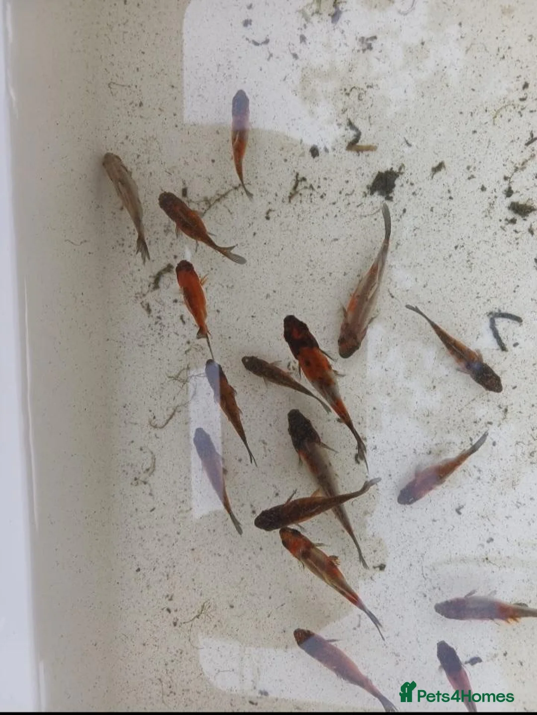 Shubunkins fish for sale: Baby Subunkins - Advert 3